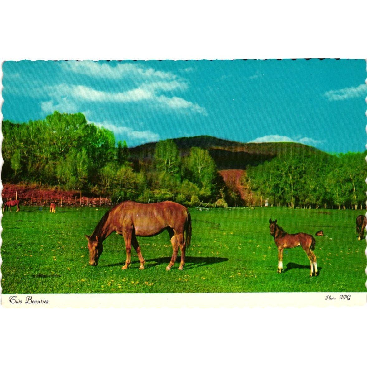 Vintage Two Beauties Horse Postcard Dexter Sovereign Scalloped Edge Unposted
