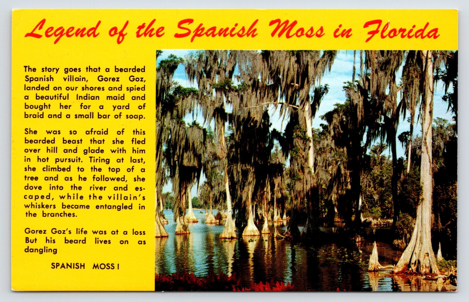 Postcard The Legend Of The Spanish Moss In Florida Cypress Trees Unposted VTG
