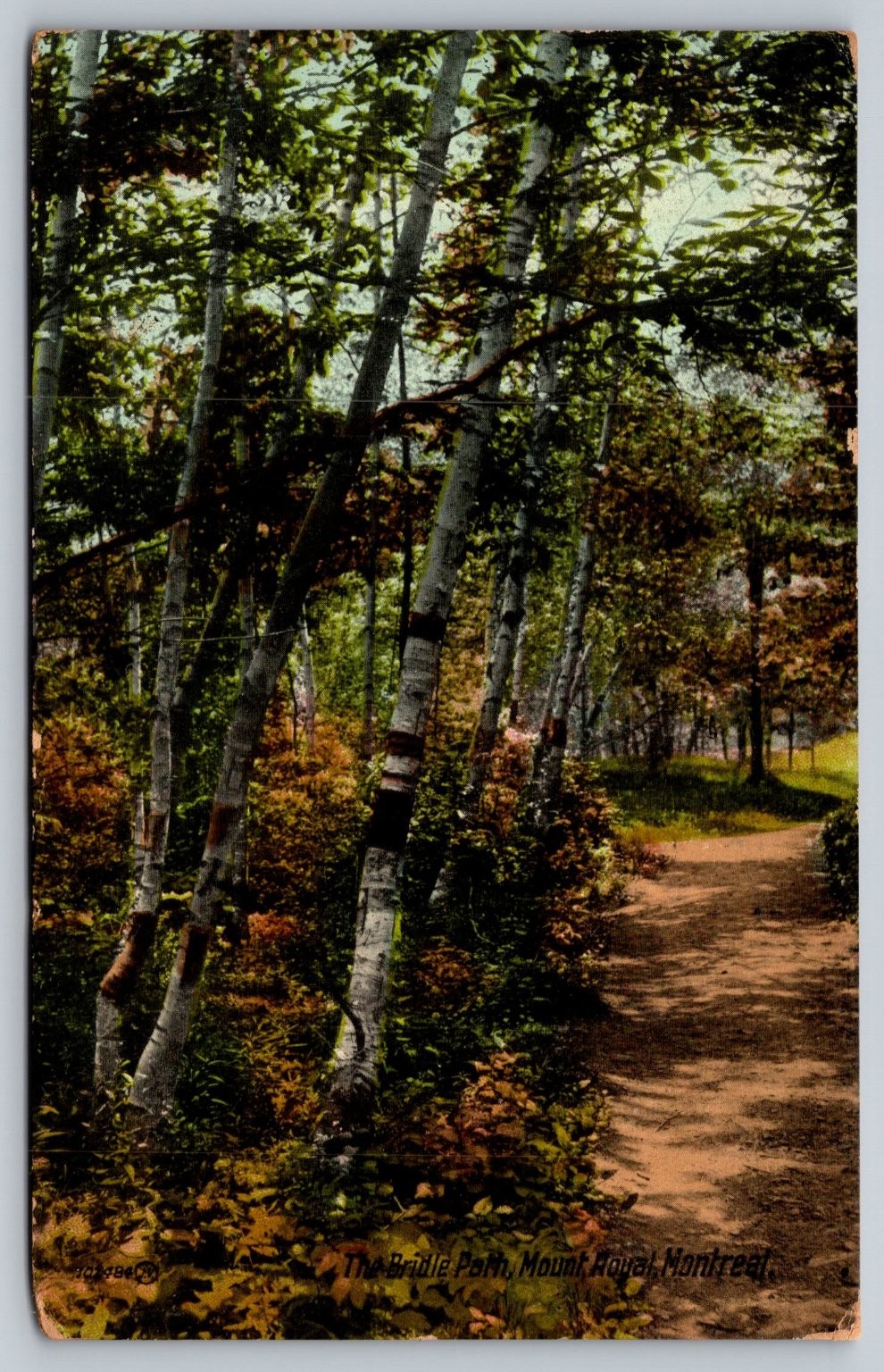 Vintage 1913 Birch Trees Trail Mount Royal Park Montreal Postcard