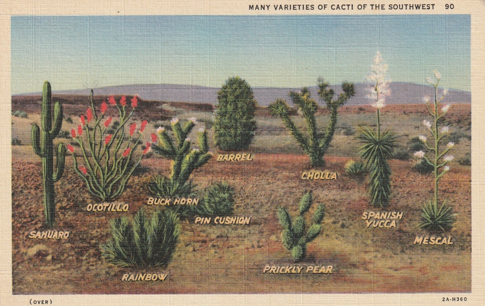 Many Varieties of Cacti of the Southwest Cactus Flowers Postcard A 7428