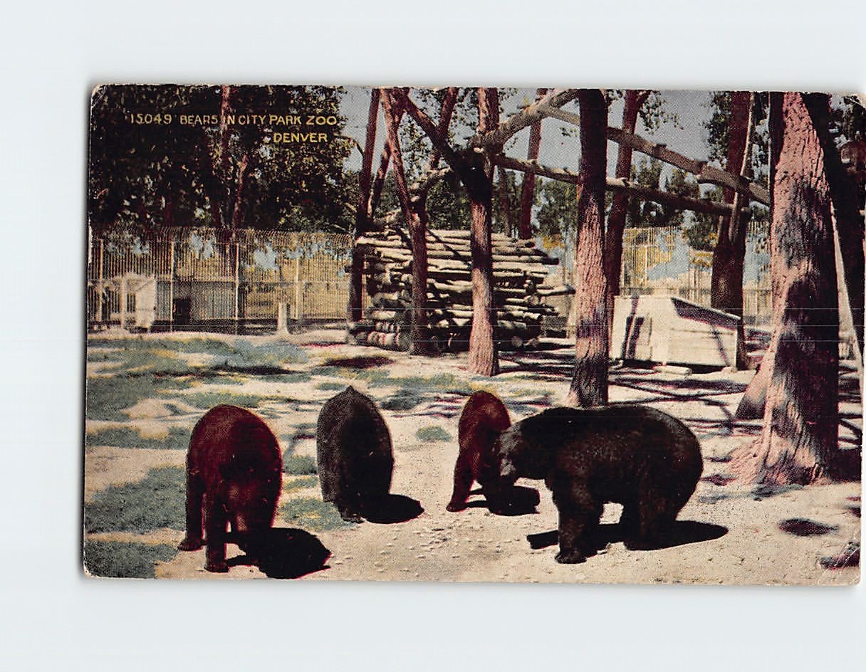 Postcard Bears in City Park Zoo Denver Colorado USA North America