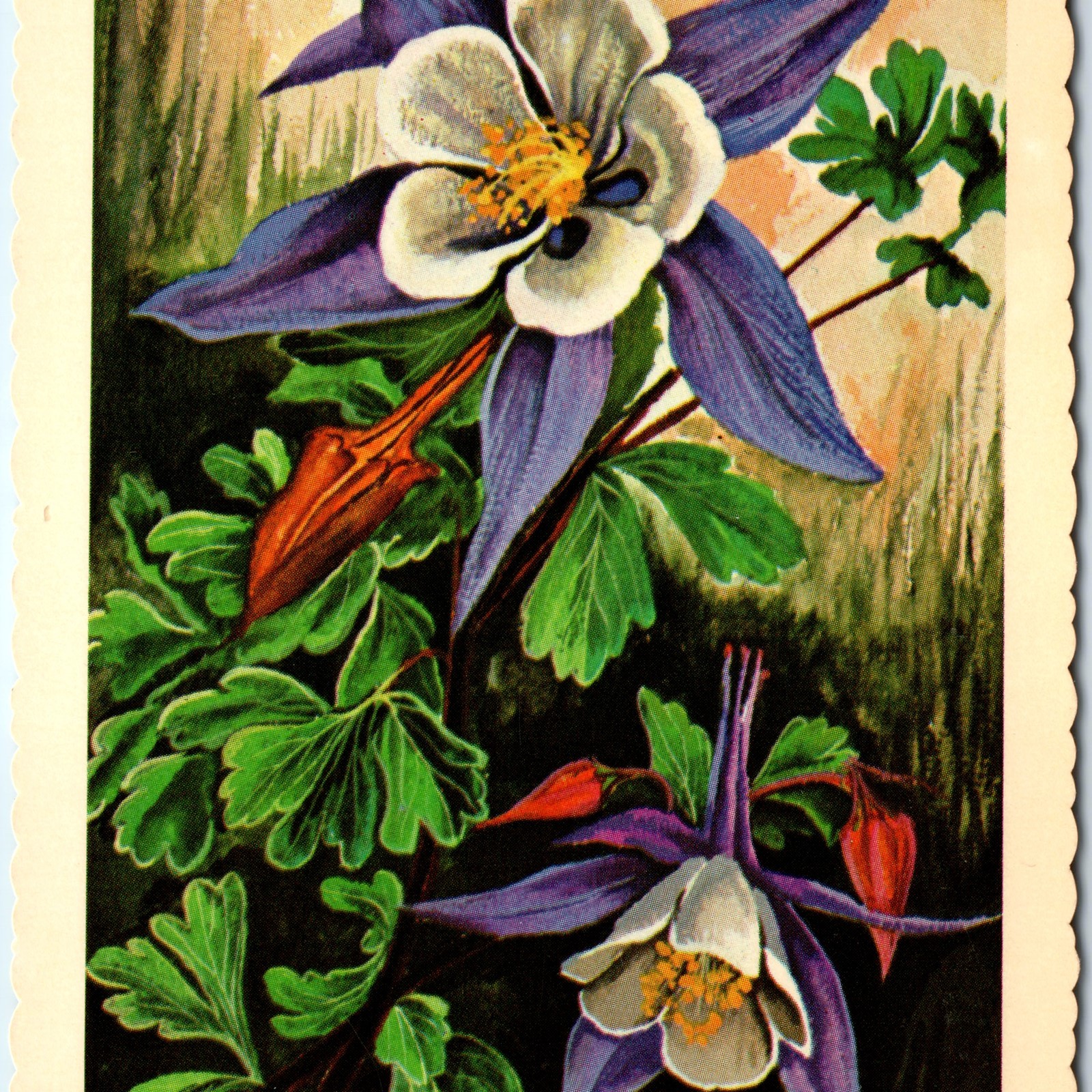 1966 CO Colorado Flower Rocky Mountain Columbine Ken Haag Painting Art PC A335