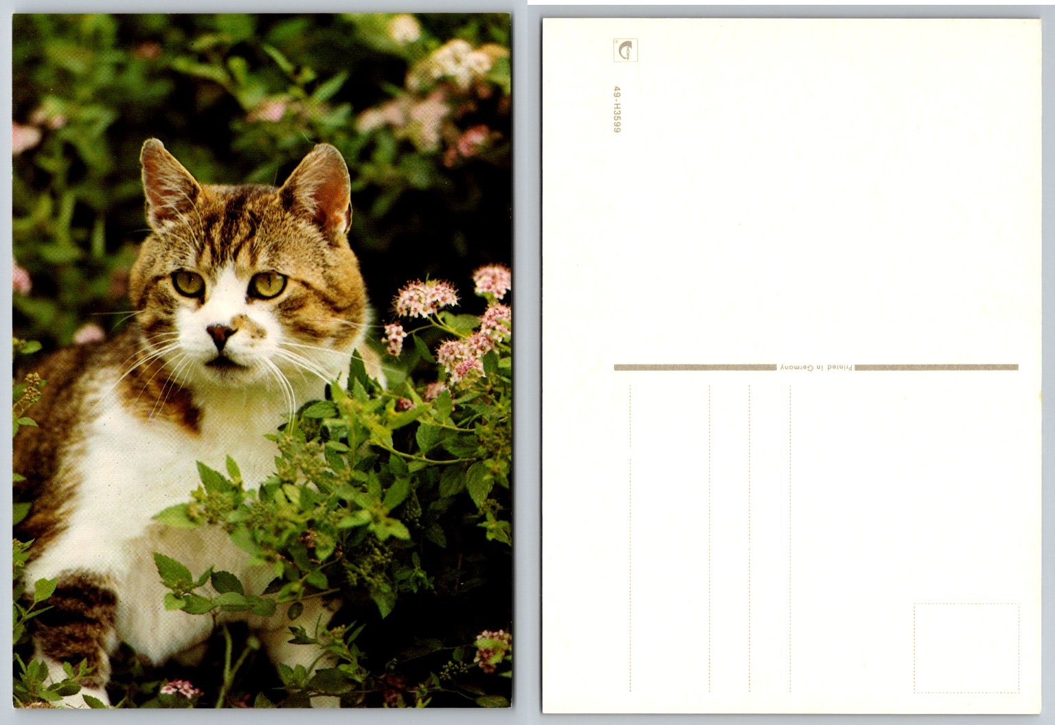 Adorable Tabby & White Cat in Garden Flowers Photo Postcard Germany