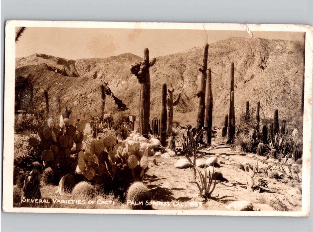 c1940 Several Varieties of Cacti Palm Springs California CA RPPC Real Photo Post