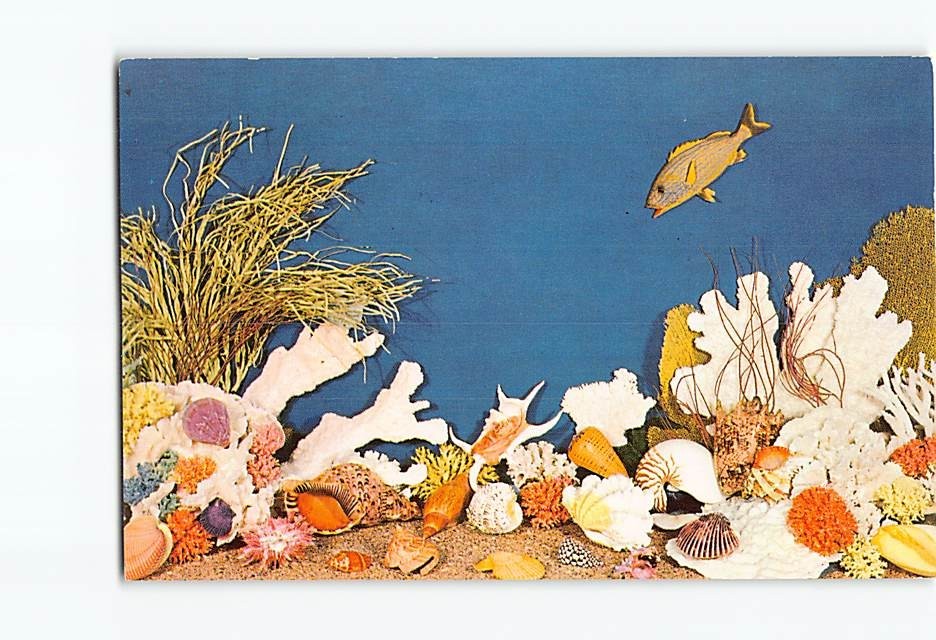 Postcard Treasures of the Sea Shells & Corals