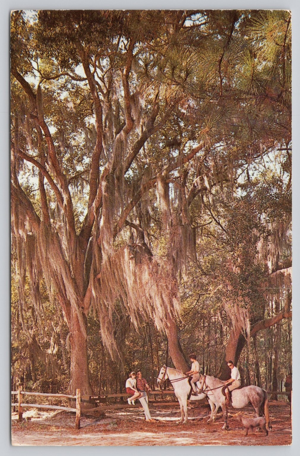 Hilton Head Island SC Sea Pines Plantation Horse Riding Photo Arts Postcard