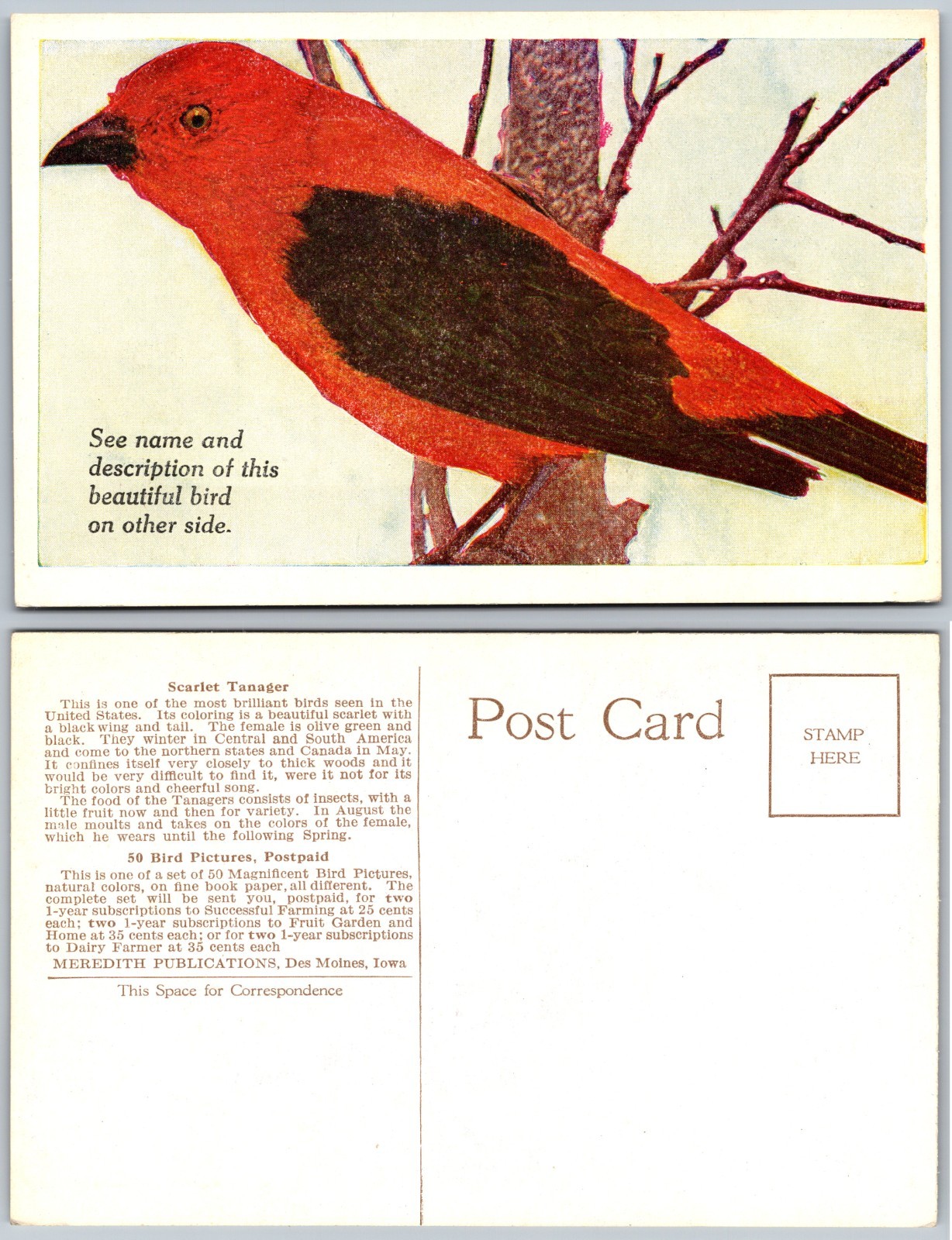Scarlet Tanager Bird Postcard
