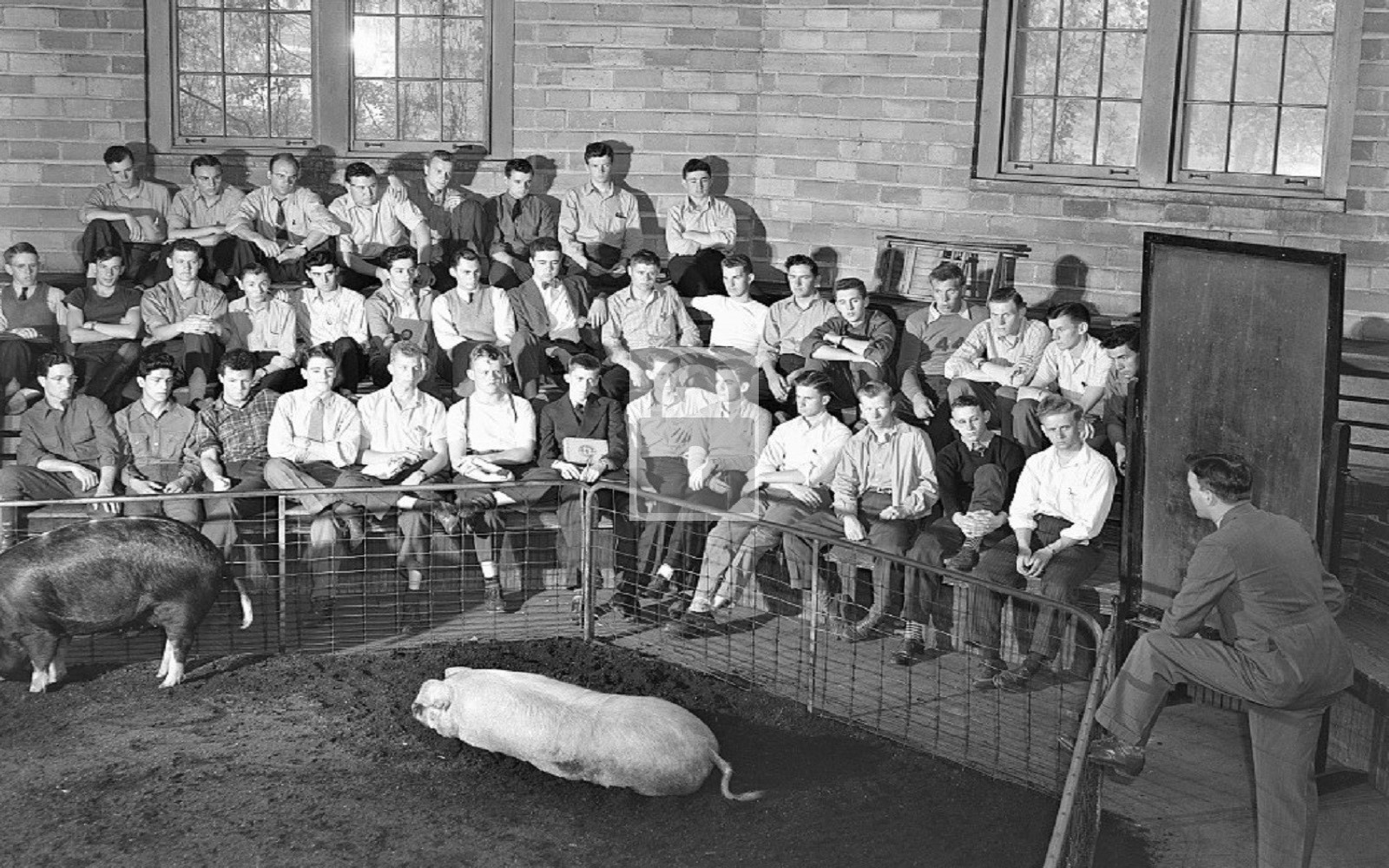 Iowa State College Animal Husbandry Class Ames IA – Reprint