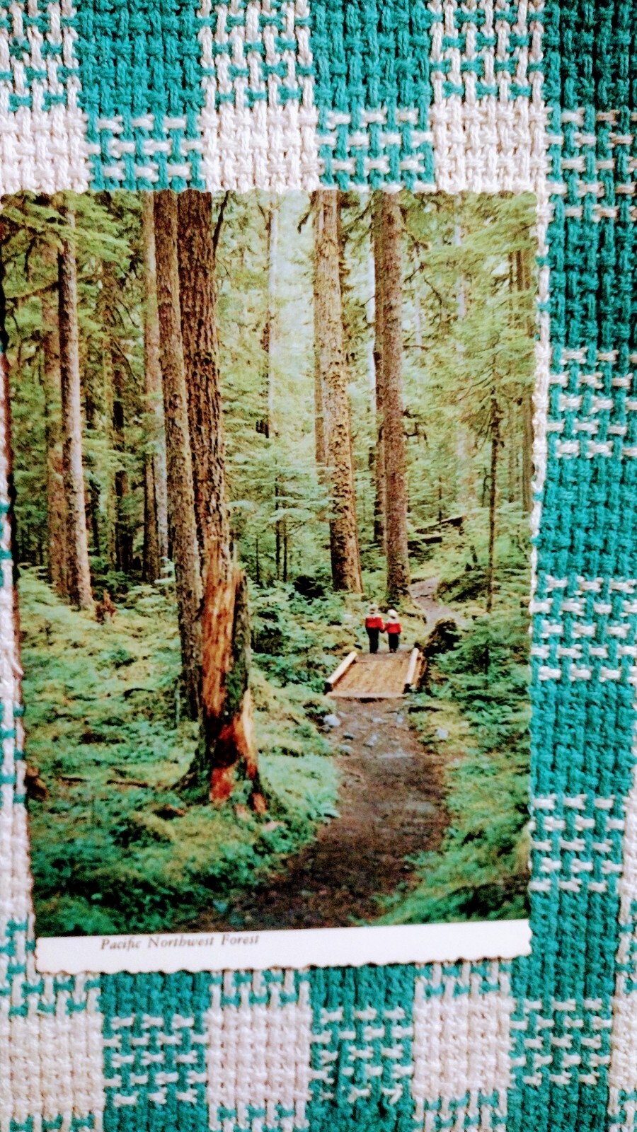 PHOTO POST CARD PACIFIC NORTHWEST FOREST WASHINGTON