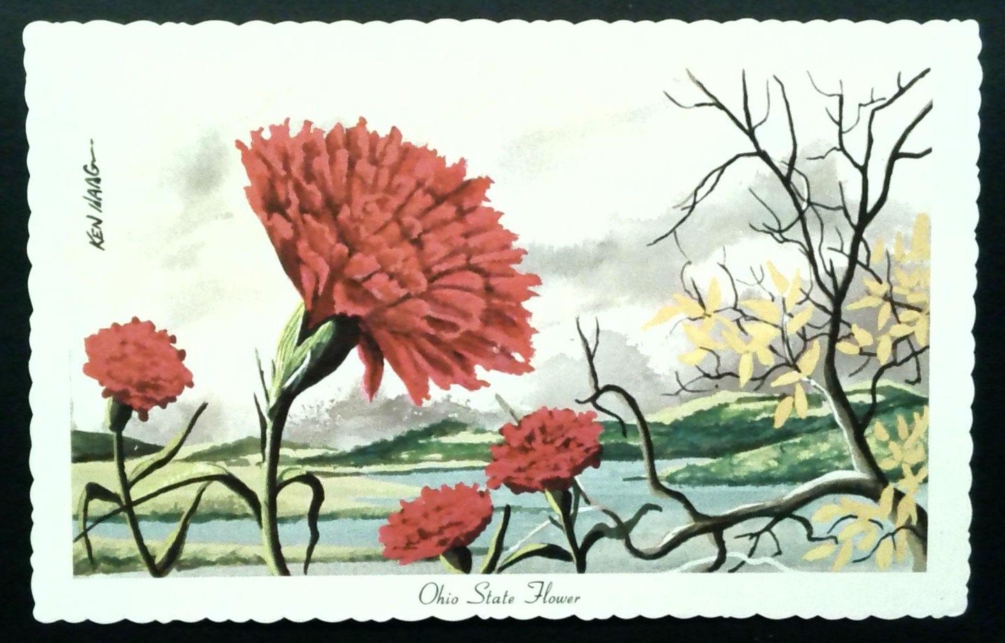Vintage Ohio State Flower Scarlet Carnation Postcard by Ken Haag 1967