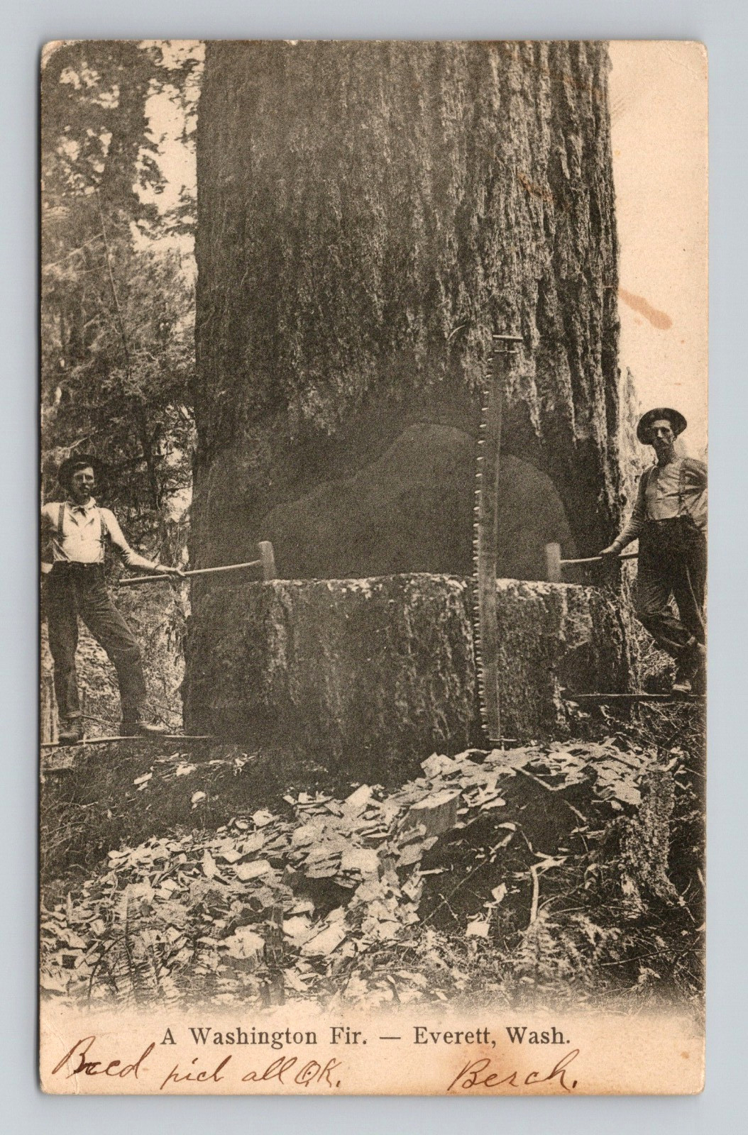 Postcard Everett Washington WA Lumberjack Men Fir Tree Antique Sepia Tone 1907