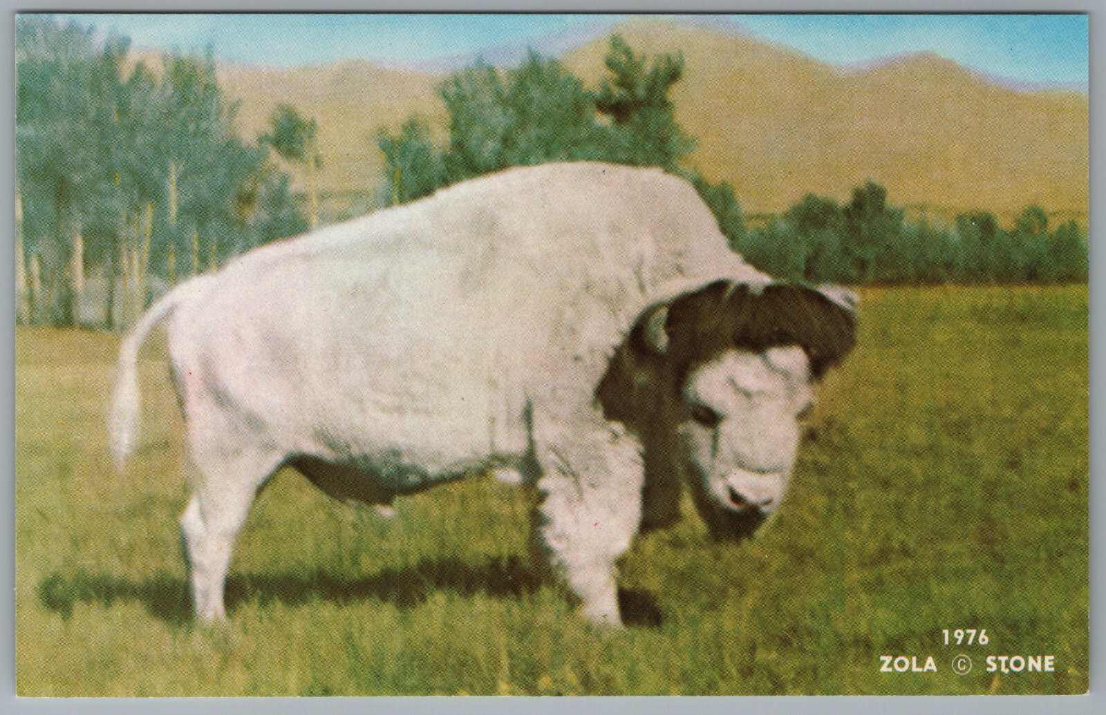 Montana White Buffalo Big Medicine c1976 Postcard