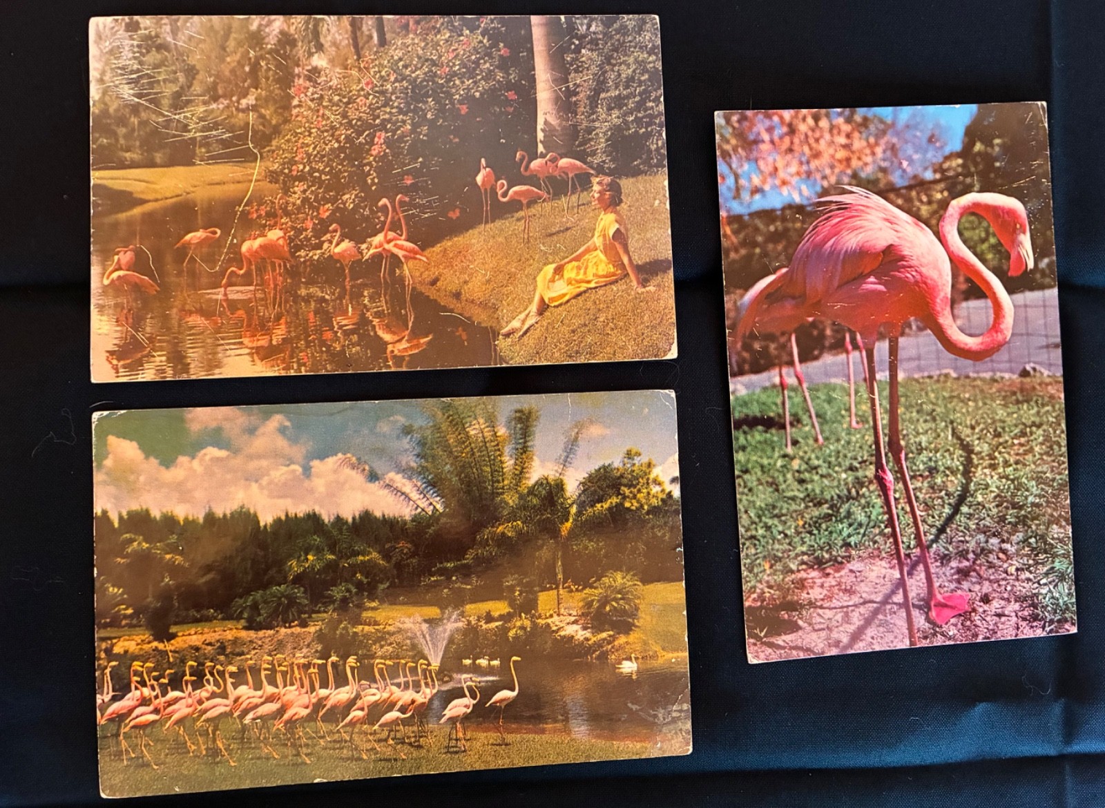 VTG. Florida Pink Flamingos 1950’s Posted Postcards with notes
