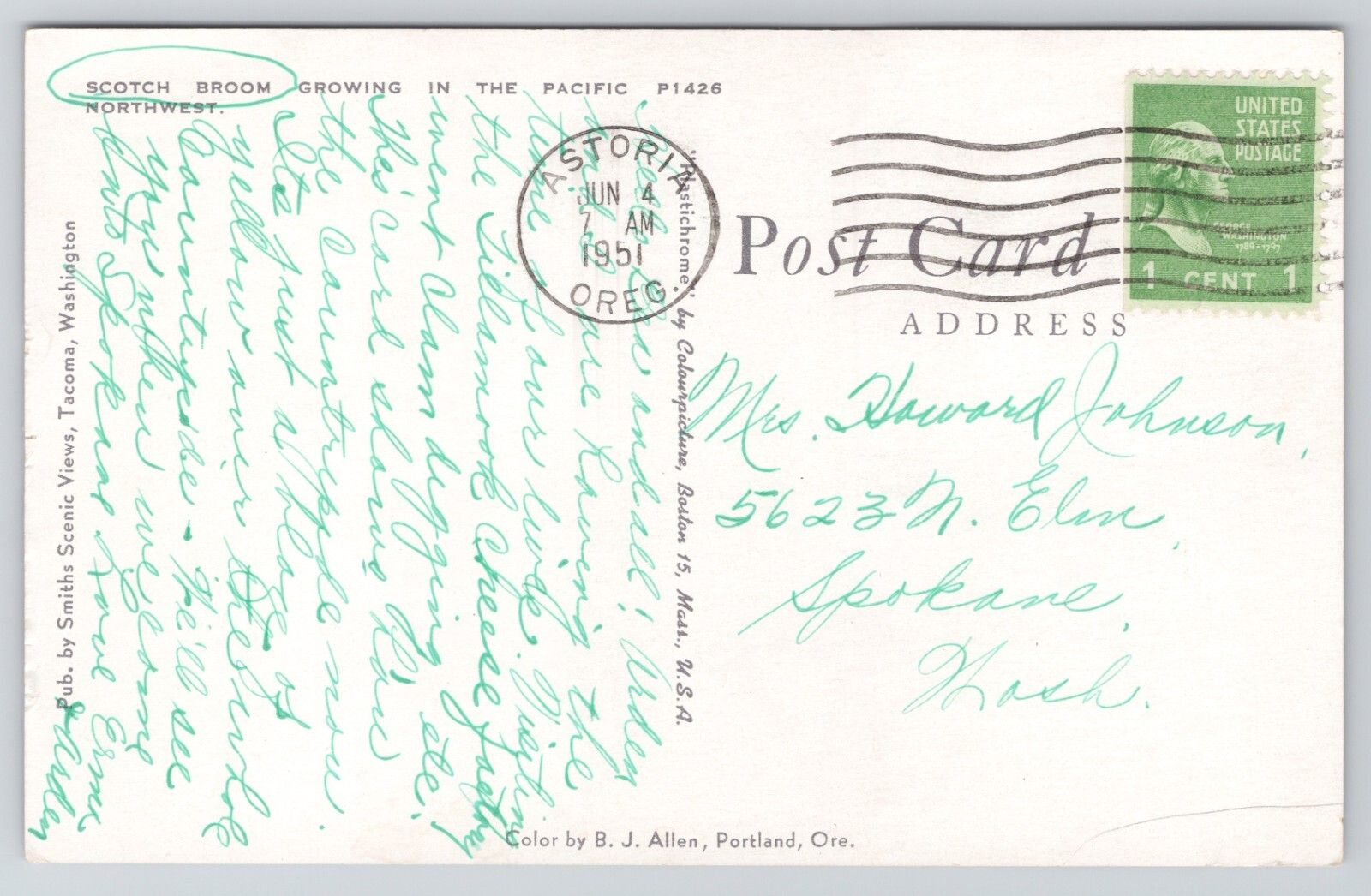 Scotch Broom Growing in the Pacific Northwest Astoria Oregon 1951 Postcard