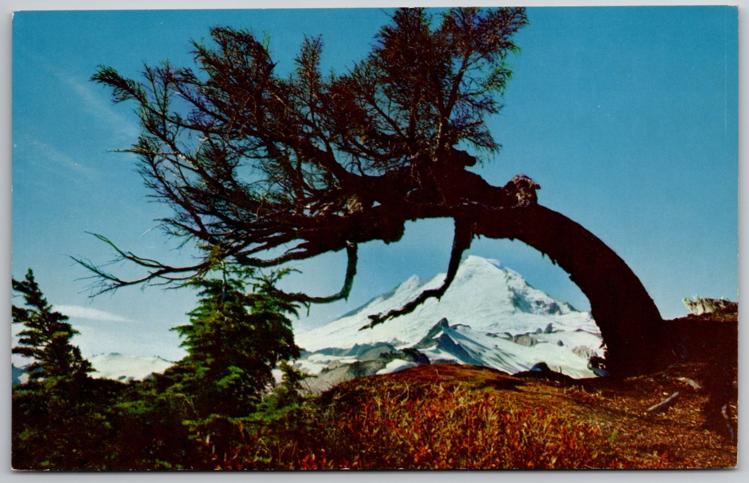 Mount Baker Washington Bent Tree Huckleberry Field Mike Roberts Postcard