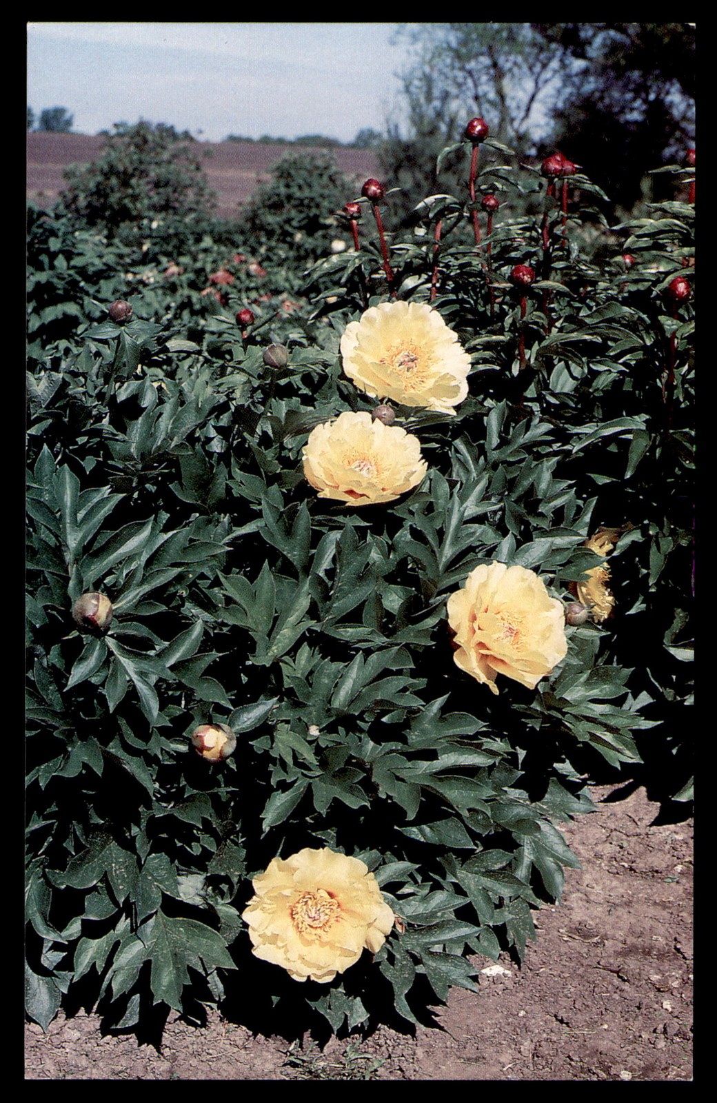 Postcard Hollingworth Nursery, Yellow Peony Flowers, Maryville, MO