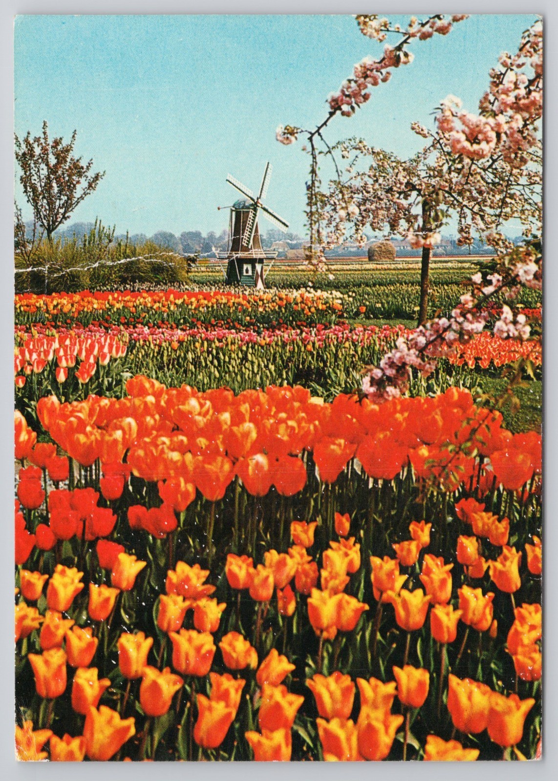 Holland Flower Decoration Netherlands Postcard