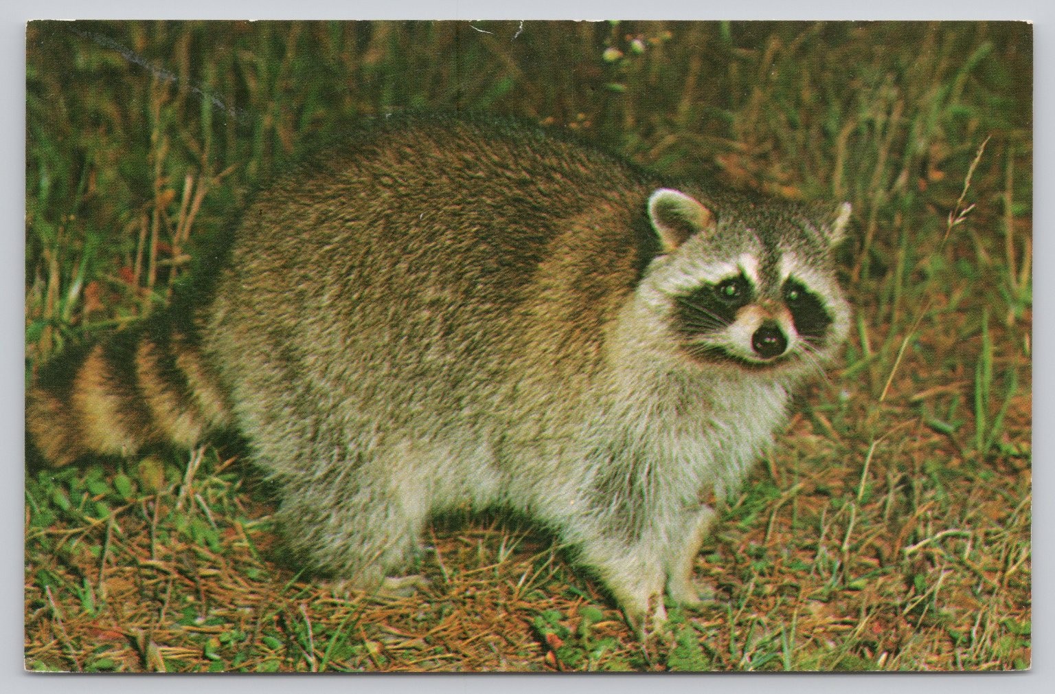 Vintage Photochrome Raccoon Postcard by Modern-Ad, Butler PA
