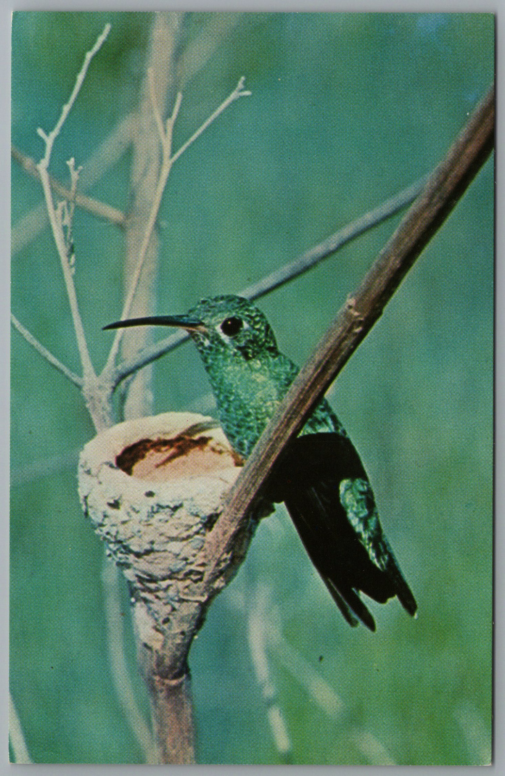 Greetings from Suriname South America Hummingbird Nest c1961 Postcard
