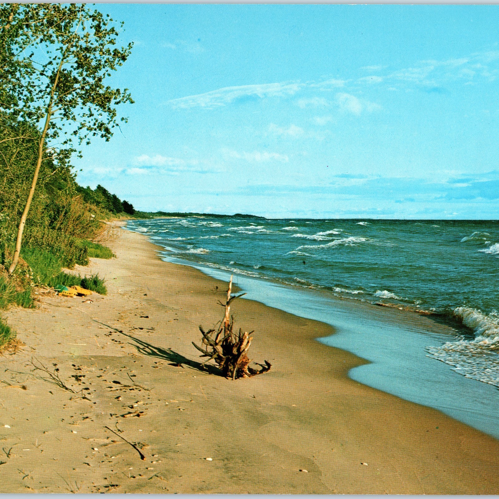 c1970s Great Lakes, Mich Shoreline Driftwood Sandy Beach Waves Trees JUMBO PC 8O