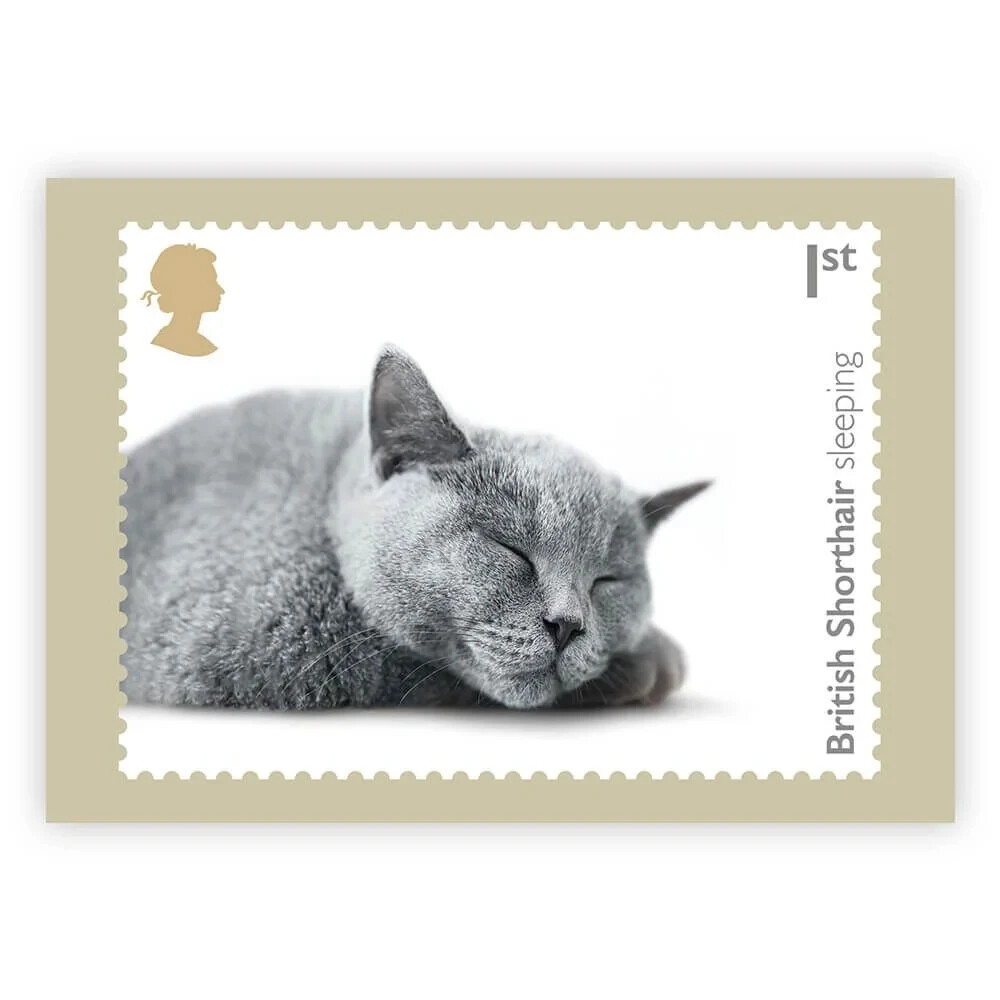 CATS, BRITISH SHORTHAIR SLEEPING, ORIGINAL ROYAL MAIL POSTCARD (1), YEAR 2022