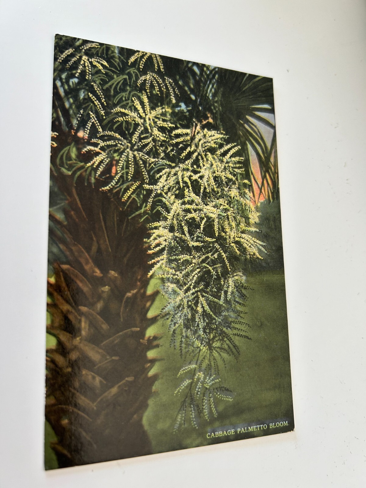 Cabbage Palmetto Bloom Flower Tree Postcard