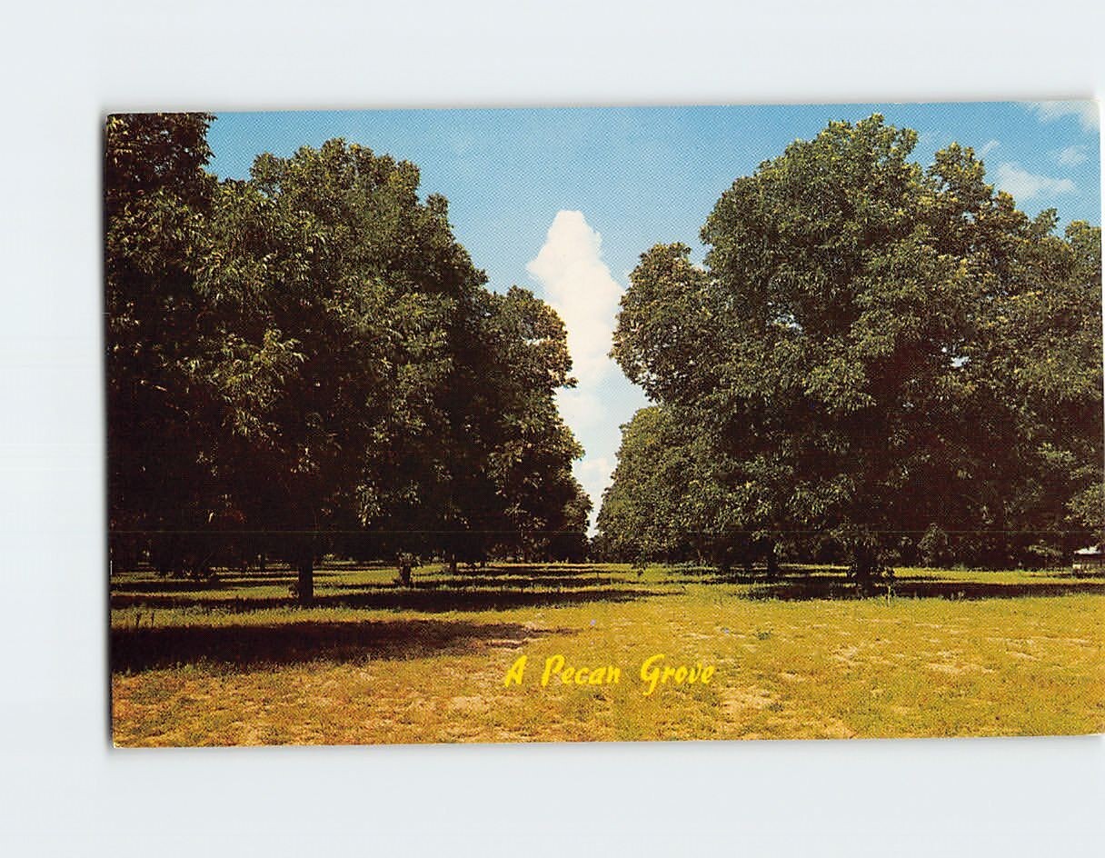 Postcard A Pecan Grove