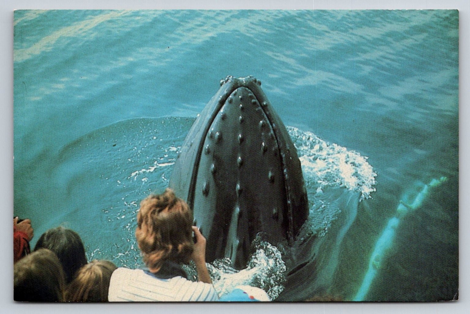 Humpback Whale Watching Plymouth MA Postcard McGrew Color Graphics