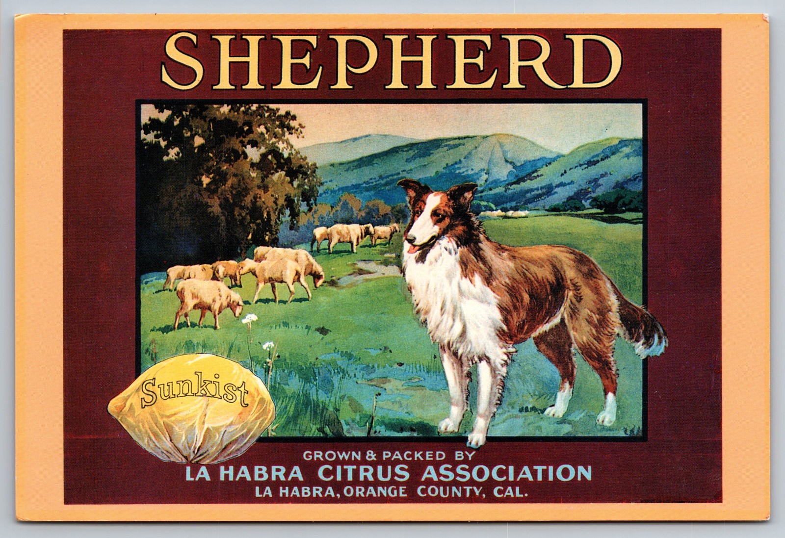 Postcard Shepherd Brand Sunkist La Habra California Fruit Crate Label Art 1988