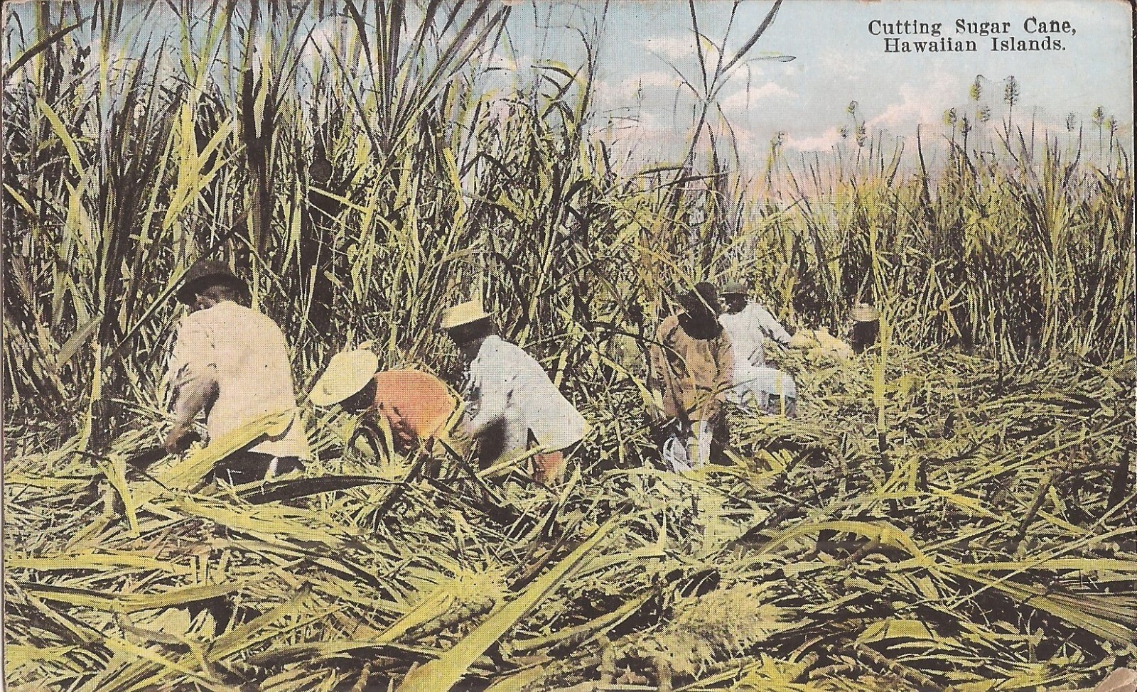 AGRICULTURE – Hawaii – Cutting Sugar Cane