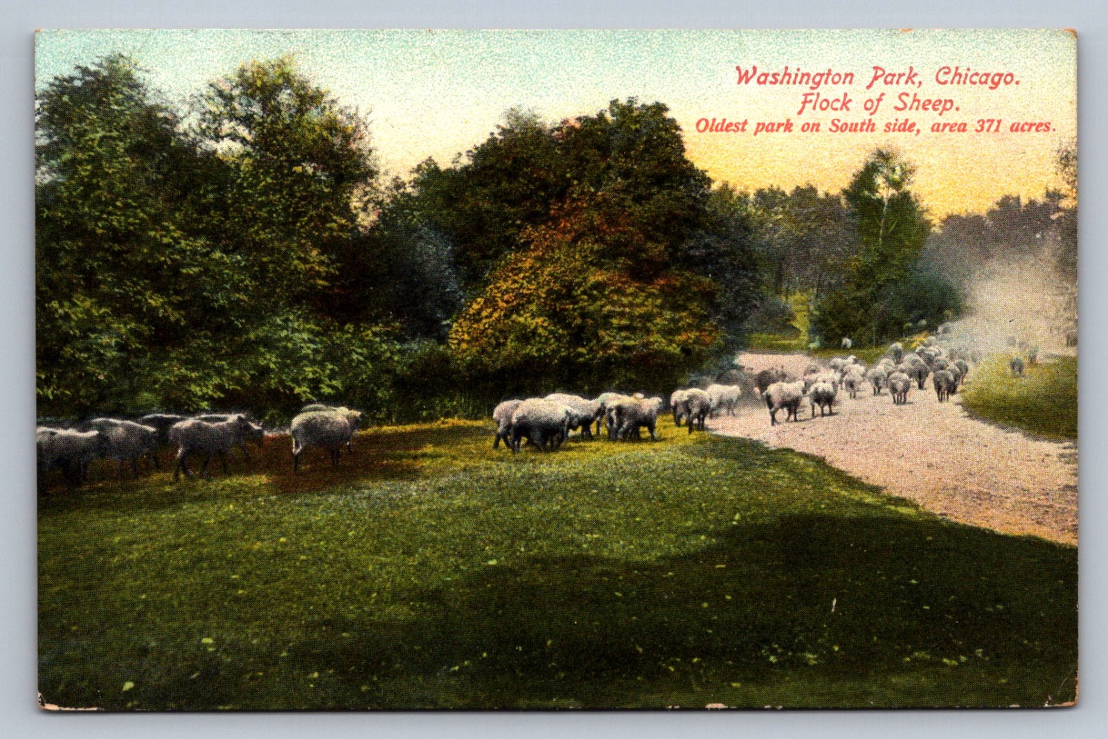 Postcard Illinois Chicago Sheep Grazing Washington Park c. 1910s Unposted R371